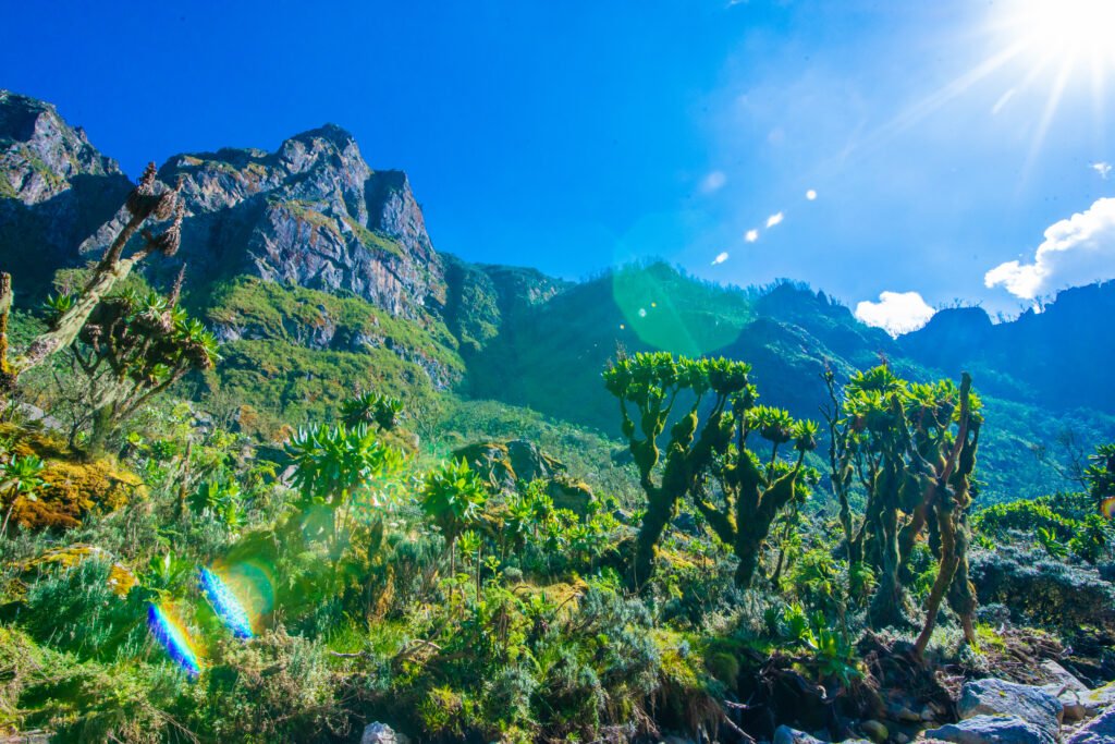 Afro alpine vegetation Rwenzori Mountains National Park