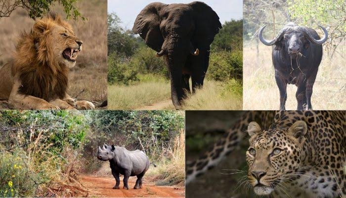 Big Five safari experience in Akagera National Park Rwanda