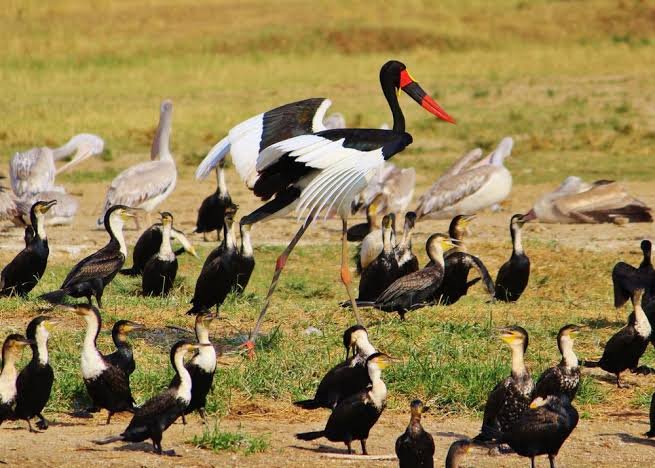 Bird watching in Akagera National Park Rwanda