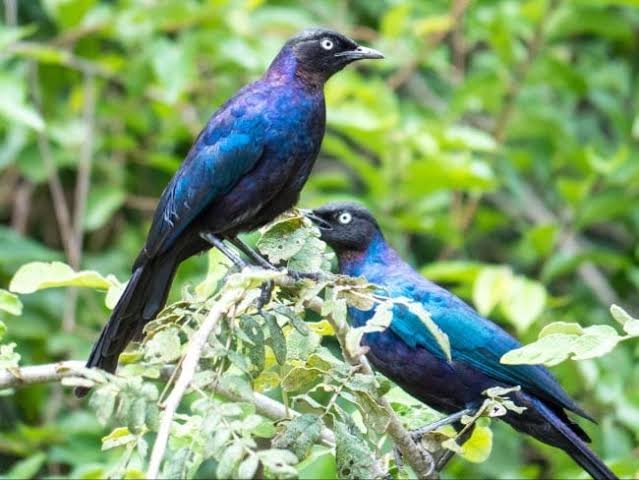 Bird watching in Nyungwe National Park Rwanda