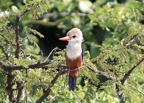 Bird watching in Volcanoes National Park Rwanda