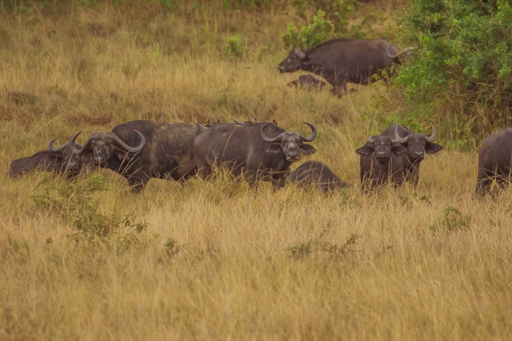 3 Days Akagera Big Five Safari