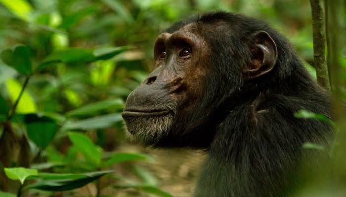Chimpanzee Trekking in Rwanda primate safari experience