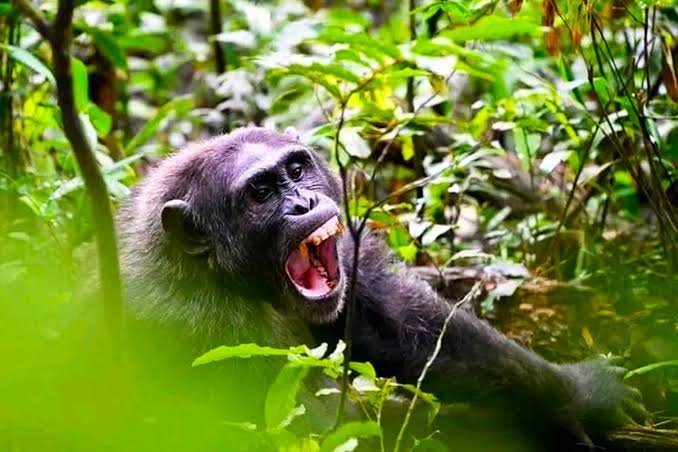 Chimpanzee Trekking in Rwanda in Nyungwe National Park