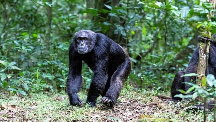 Chimpanzee trekking safari in Rwanda rainforest