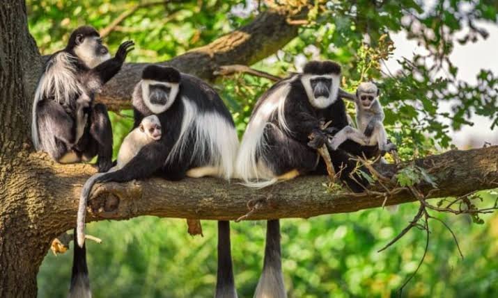 Colobus monkey tracking in Nyungwe National Park Rwanda