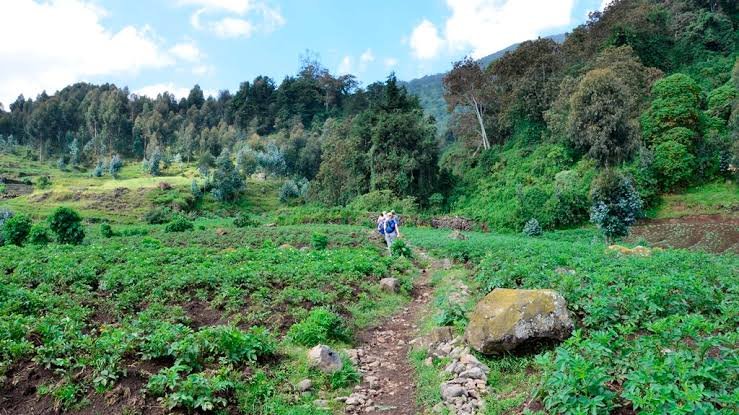 Dian Fossey tomb hike in Volcanoes National Park Rwanda