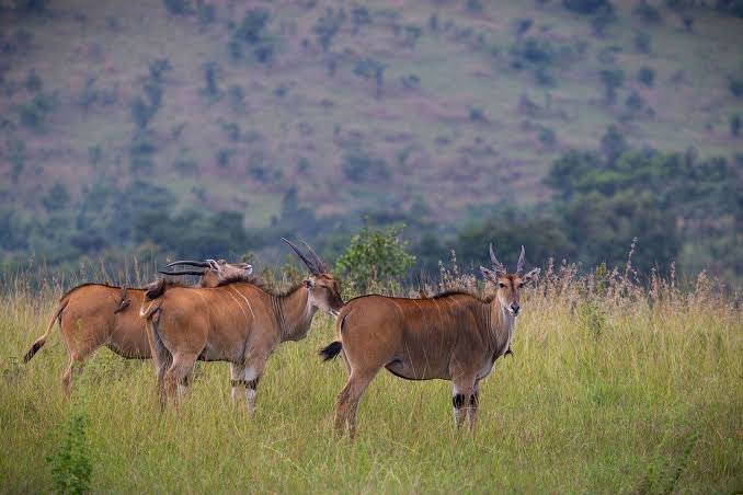 Elands in Akagera National Park Rwanda