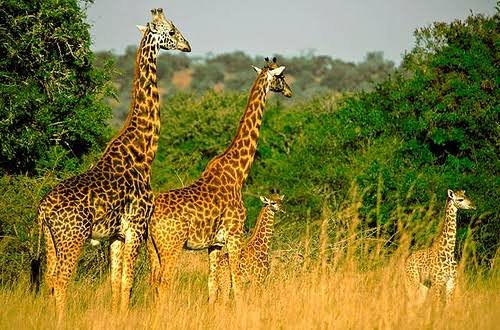 Giraffes in Akagera National Park Rwanda