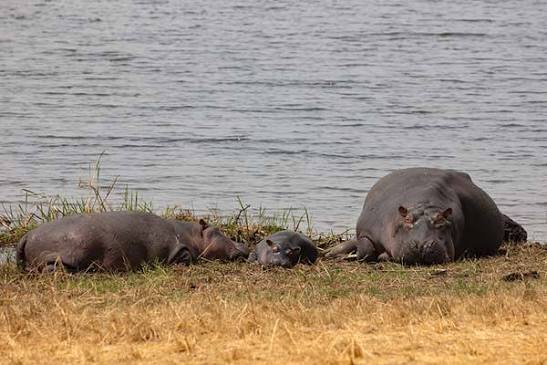 Hippos in Akagera National Park Rwanda