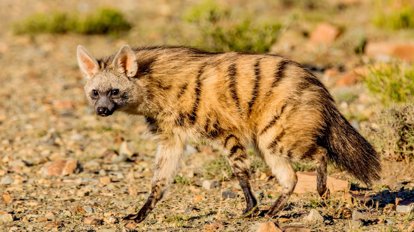 Hyenas in Akagera National Park Rwanda
