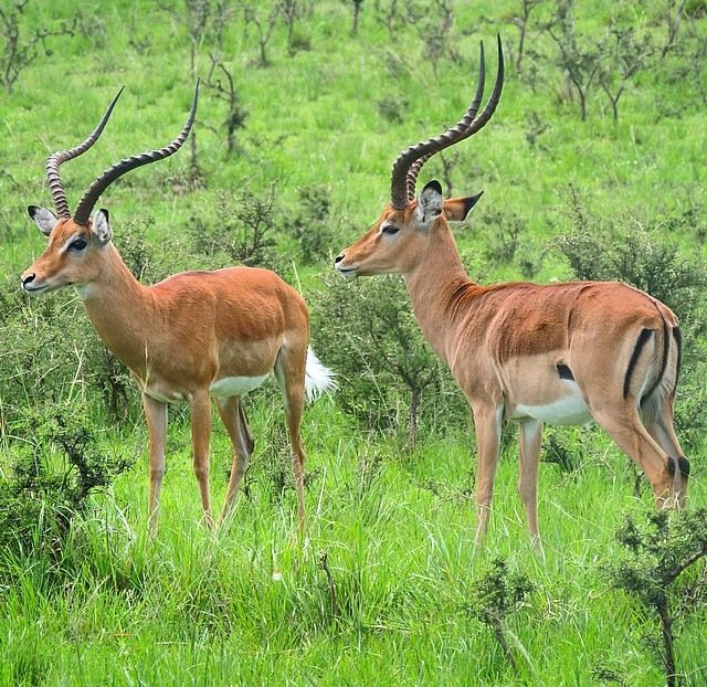 8 Days Rwanda Trekking and Wildlife Safari
