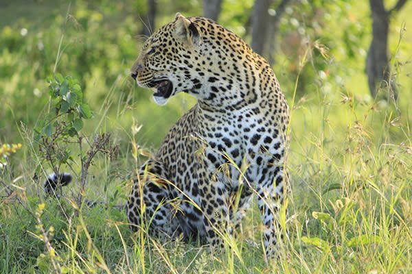 3 Days Akagera Big Five Safari