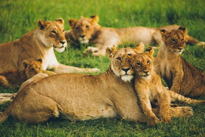 3 Days Akagera Big Five Safari