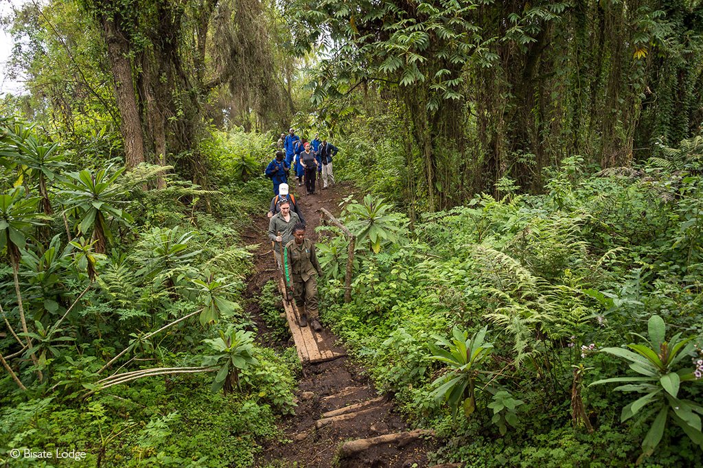 Nature walks and forest experiences in Volcanoes National Park Rwanda