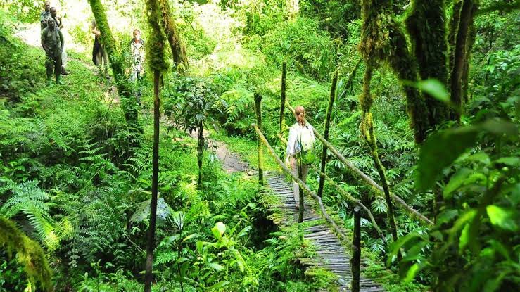 Nature walks and forest trails in Nyungwe National Park Rwanda