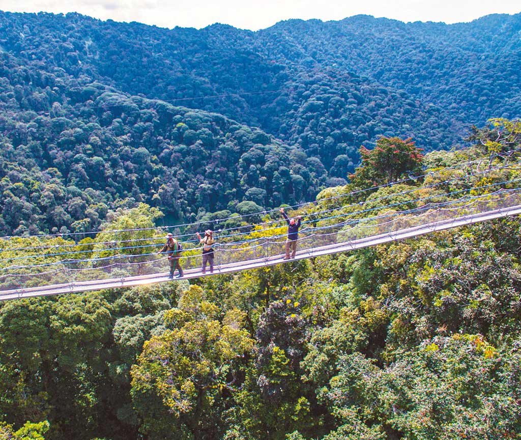 Nyungwe canopy walk in Rwanda