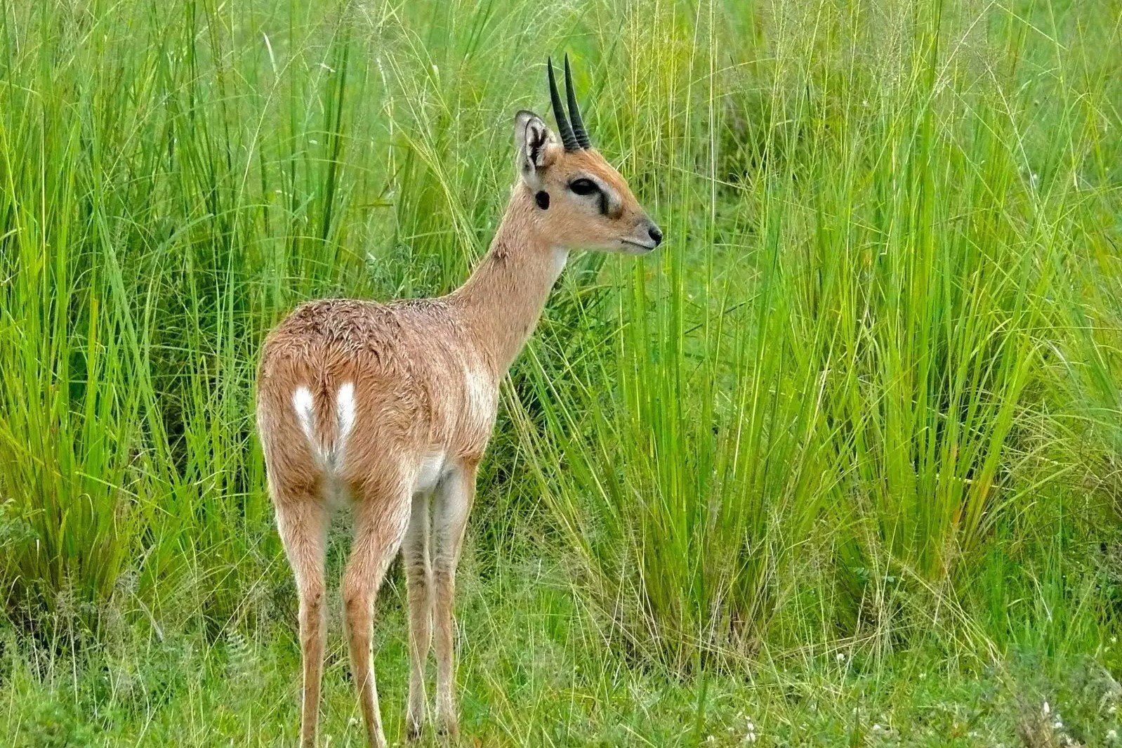 Oribis in Akagera National Park Rwanda