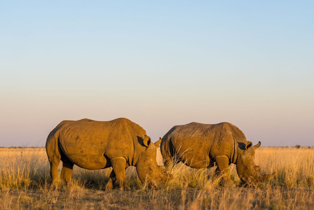 8 Days Rwanda Trekking and Wildlife Safari