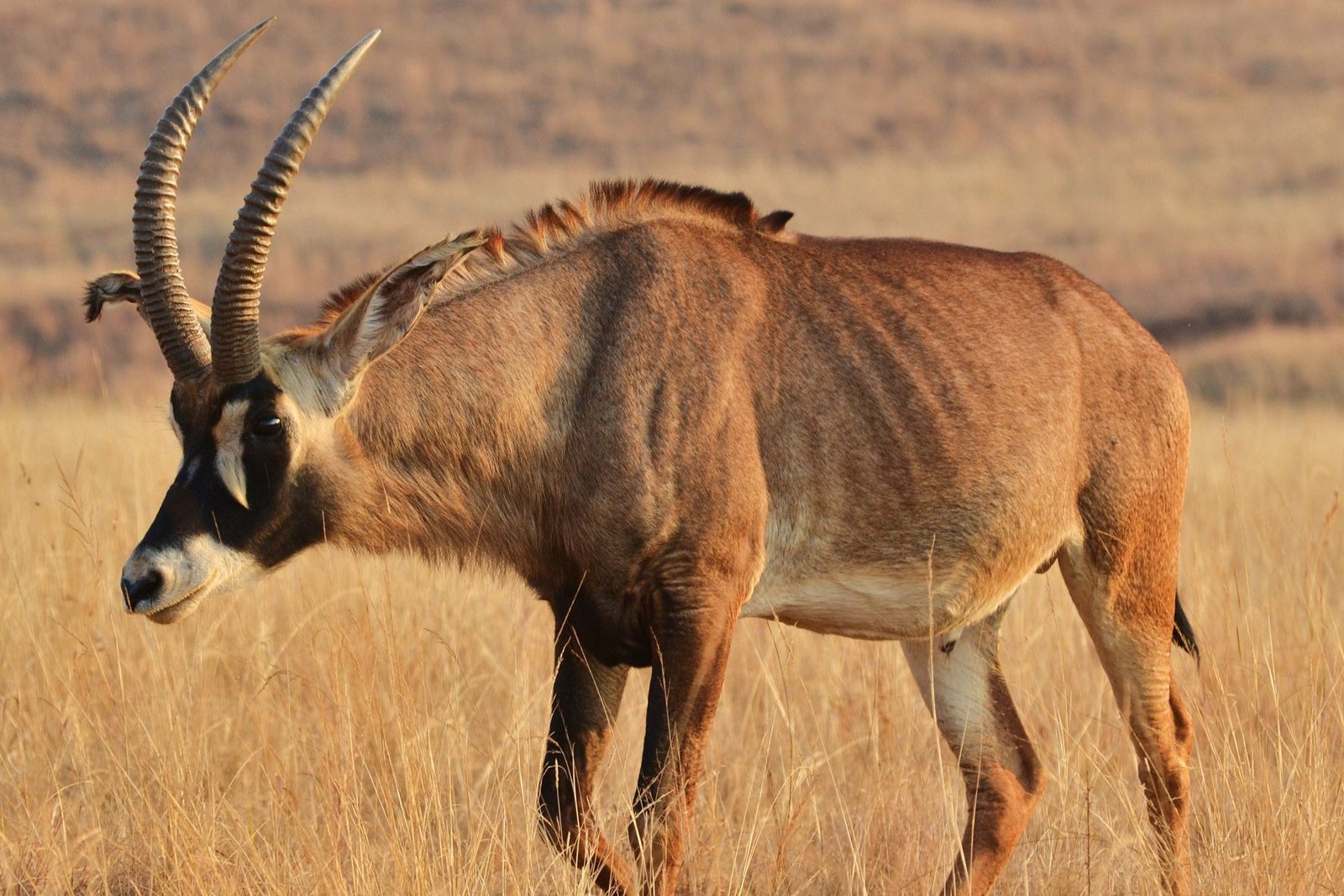 Roan antelopes in Akagera National Park Rwanda