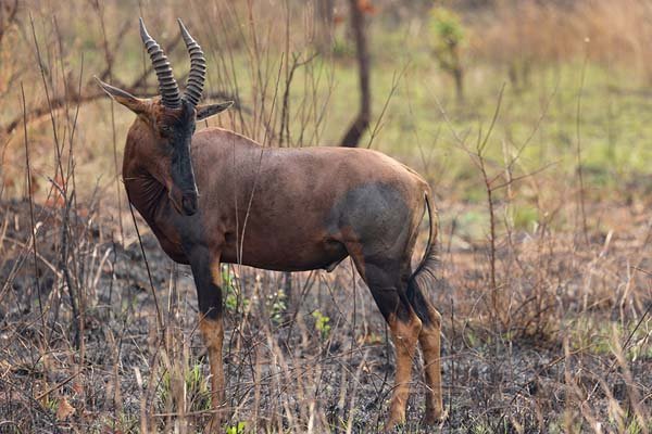 Topis in Akagera National Park Rwanda