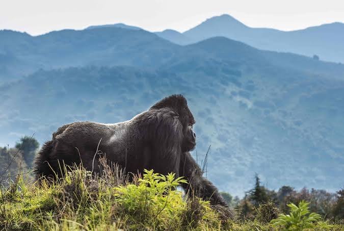 Volcanoes National Park Rwanda safari landscape