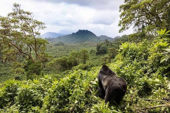 Volcanoes National Park Rwanda gorilla safari experience