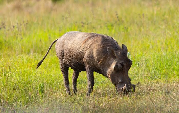 Warthogs in Akagera National Park Rwanda