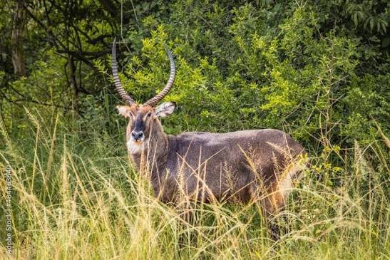 Waterbucks in Akagera National Park Rwanda
