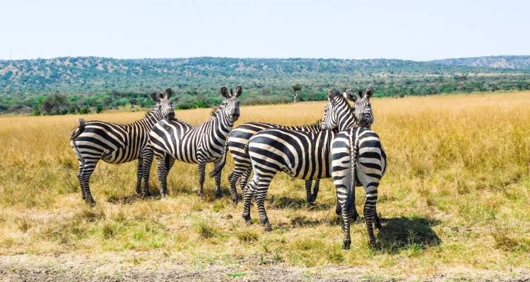 Akagera National Park Rwanda savannah landscape