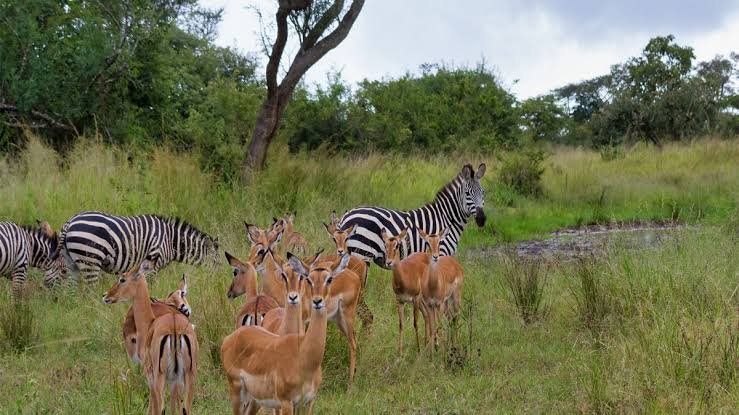 Akagera National Park Rwanda game drive safari
